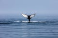 Humpback Whale Slaps Its Distinctive Fluke on Ocean Royalty Free Stock Photo