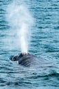 Humpback Whale spitting water, Dalvik Iceland