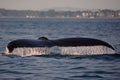 Humpback Whale Royalty Free Stock Photo