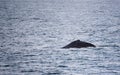 Humpback Whale Royalty Free Stock Photo