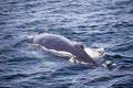 Humpback Whale Royalty Free Stock Photo