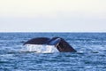 Humpback whale in the Strait of Georgia