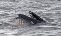 Adult Humpback Whale surface feeding, Antarctic Peninsula Royalty Free Stock Photo