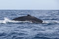 Humpback Whale at Surface of Ocean Royalty Free Stock Photo