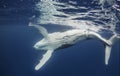 Humpback Whale at the Surface Royalty Free Stock Photo