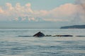 Humpback Whale surfacing with beautiful landscape Royalty Free Stock Photo