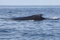 Humpback Whale Swims at the Surface Royalty Free Stock Photo