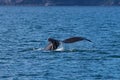 Humpback Whale Tail Royalty Free Stock Photo