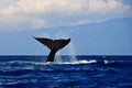 Humpback whale tail Royalty Free Stock Photo