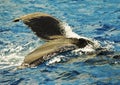 Humpback Whale Tail Royalty Free Stock Photo