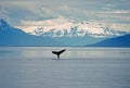 Humpback whale tail Royalty Free Stock Photo
