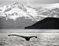 Humpback Whale Tail, Alaska Royalty Free Stock Photo