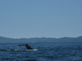 Humpback Whale tail in Alaska Royalty Free Stock Photo