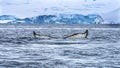 Humpback Whale Tail Blue Glaciers Charlotte Bay Antarctica