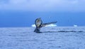 Humpback Whale Tail Blue Iceberg Water Charlotte Bay Antarctica