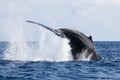 Humpback Whale Tail Breach in the Atlantic Royalty Free Stock Photo