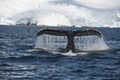 Humpback Whale tail