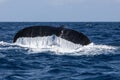 Humpback Whale Tail Disappearing Into Ocean Royalty Free Stock Photo