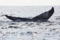 Humpback Whale Tail Disappearing Into the Ocean Royalty Free Stock Photo