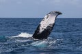 Humpback Whale Tail Disappearing Into Ocean Royalty Free Stock Photo