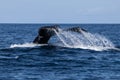 Humpback Whale Tail Disappearing Into Sea Royalty Free Stock Photo