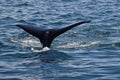 Humpback whale tail Royalty Free Stock Photo