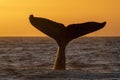 Humpback whale tail diving at sunset