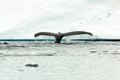 Humpback whale tail fluke diving in antartic water