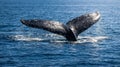 Humpback Whale Tail Fluke Diving in Blue Ocean Water Royalty Free Stock Photo