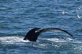 Humpback whale tail (fluke) Royalty Free Stock Photo