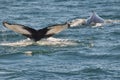 Humpback whale tail (fluke) Royalty Free Stock Photo
