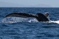 Humpback whale tail fluke