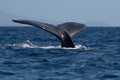 Humpback whale tail fluke Royalty Free Stock Photo