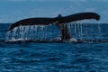 Humpback whale tail fluke near Lahaina in Hawaii. Royalty Free Stock Photo