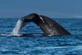 Humpback whale tail fluke near Lahaina in Hawaii. Royalty Free Stock Photo