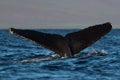 Humpback whale tail fluke near Lahaina in Hawaii. Royalty Free Stock Photo