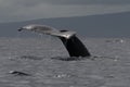 Humpback whale tail fluke near Lahaina in Hawaii. Royalty Free Stock Photo