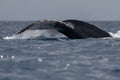 Humpback whale tail fluke