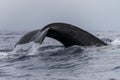 Humpback whale tail fluke Royalty Free Stock Photo