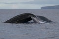 Humpback whale tail fluke