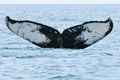 Humpback Whale Tail or Fluke Royalty Free Stock Photo