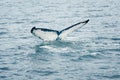 Humpback Whale Tail Fluke, Megaptera Novaeangliae, Southeast Alaska Royalty Free Stock Photo