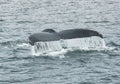 Humpback Whale Tail Fluke, Megaptera Novaeangliae, Southeast Alaska