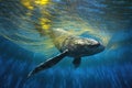 humpback whale tail fluke visible above bubble net