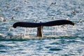 Humpback whale tail flukes as they dive for prey in the Arctic Royalty Free Stock Photo