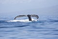 Humpback whale tail flukes against blue water