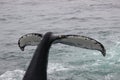 Humpback Whale Tail Flukes Shown While Diving at Cape Cod Massachusetts Royalty Free Stock Photo