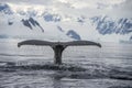 Humpback Whale tail Royalty Free Stock Photo