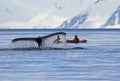 Humpback whale tail with kayak, ship, boat, showing on the dive, Antarctic Peninsula Royalty Free Stock Photo