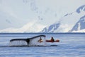 Humpback whale tail with kayak, ship, boat, showing on the dive, Antarctic Peninsula